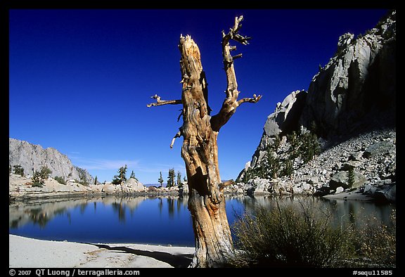 Tree skeleton, Mirror Lake, and Thor Peak, Inyo National Forest. California, USA (color)