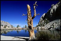 Tree skeleton, Mirror Lake, and Thor Peak, Inyo National Forest. California, USA (color)