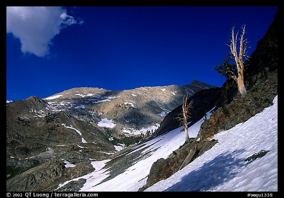 Bare trees above Mineral King, early summer. Sequoia National Park (color)