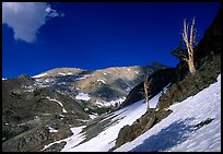 Bare trees above Mineral King, early summer. Sequoia National Park, California, USA. (color)