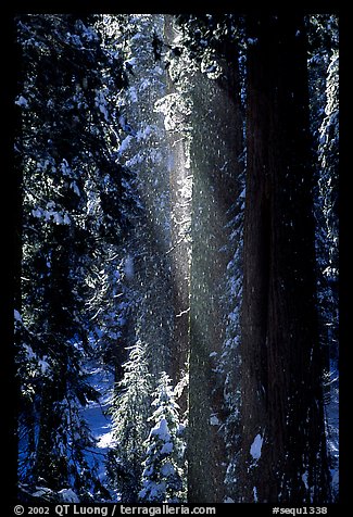 Snow falling from sequoias. Sequoia National Park, California, USA.