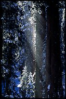 Snow falling from sequoias. Sequoia National Park, California, USA.