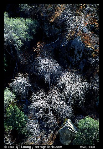 Chaparal on  foothills. Sequoia National Park (color)