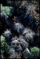 Chaparal on  foothills. Sequoia National Park, California, USA.