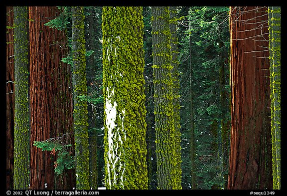 Mosaic of pines, sequoias, and mosses. Sequoia National Park (color)