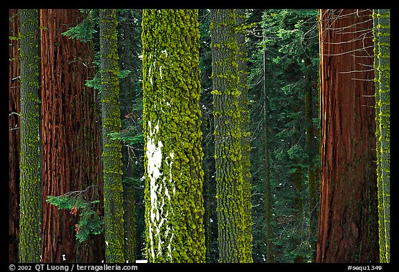 Mosaic of pines, sequoias, and mosses. Sequoia National Park, California, USA.