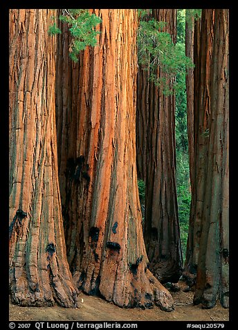 Sequoia (Sequoia giganteum) trunks. Sequoia National Park, California, USA.
