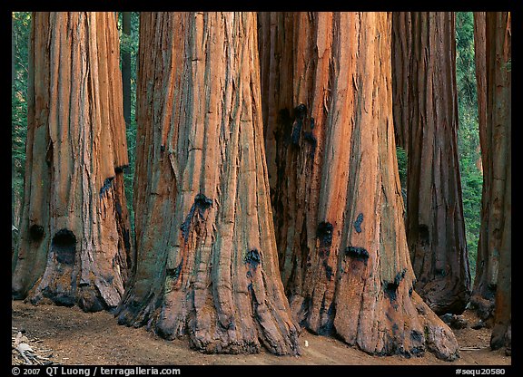 Sequoia (Sequoiadendron giganteum) truncs. Sequoia National Park, California, USA.