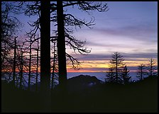 Bare trees in winter and sea of clouds at sunset. Sequoia National Park ( color)