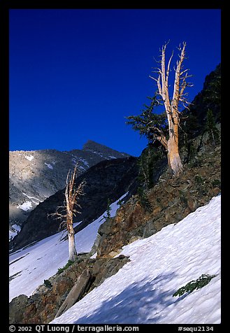 Bare trees above Mineral King, early summer. Sequoia National Park, California, USA.