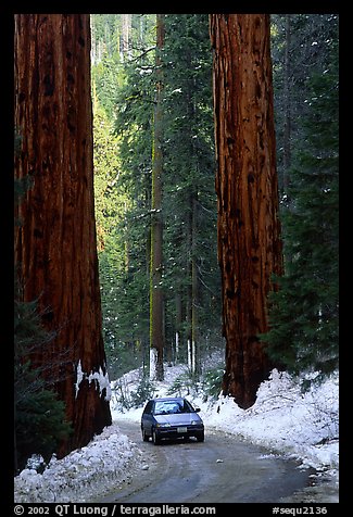 Road and Sequoias in winter. Sequoia National Park, California, USA.