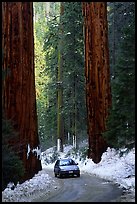 Road and Sequoias in winter. Sequoia National Park, California, USA.