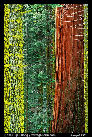 Mosaic of pines, sequoias, and mosses. Sequoia National Park, California, USA.