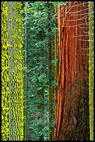Mosaic of pines, sequoias, and mosses. Sequoia National Park, California, USA.