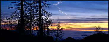 Trees and contrail at sunset. Sequoia National Park (Panoramic color)