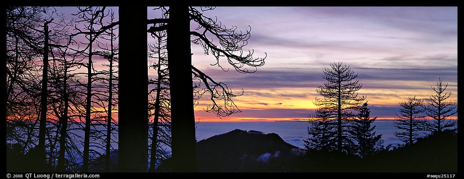 Sea of clouds and trees at sunset. Sequoia National Park (color)