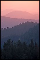 Receding tree-covered mountain ridges at sunset. Sequoia National Park ( color)