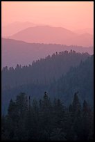 Receding tree-covered mountain ridges at sunset. Sequoia National Park ( color)