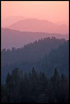 Receding tree-covered mountain ridges at sunset. Sequoia National Park, California, USA.