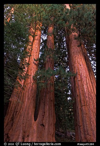 Cluster of giant sequoia trees. Sequoia National Park, California, USA.