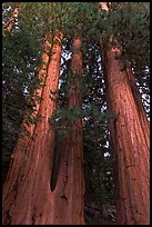 Cluster of giant sequoia trees. Sequoia National Park, California, USA. (color)