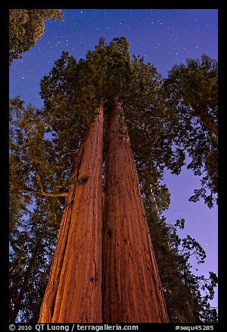 Sequoia trees at night under stary sky. Sequoia National Park (color)