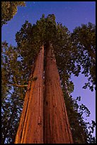 Sequoia trees at night under stary sky. Sequoia National Park, California, USA.