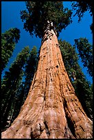 Sequoia named General Sherman, most massive living thing. Sequoia National Park, California, USA. (color)