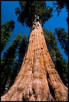 Sequoia named General Sherman, most massive living thing. Sequoia National Park, California, USA.