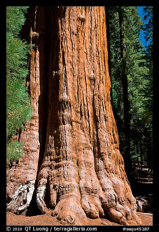 Base of General Sherman tree in the Giant Forest. Sequoia National Park, California, USA.