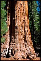 Base of General Sherman tree in the Giant Forest. Sequoia National Park, California, USA. (color)