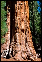 Base of General Sherman tree in the Giant Forest. Sequoia National Park, California, USA.