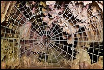 Spiderweb-like gate closing  Crystal Cave. Sequoia National Park, California, USA.