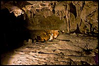 Polished marble and calcite stalactites, Crystal Cave. Sequoia National Park ( color)