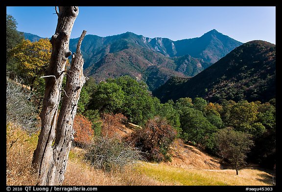 Sierra Nevada hills with bird-pegged tree. Sequoia National Park, California, USA.