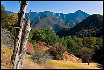 Sierra Nevada hills with bird-pegged tree. Sequoia National Park, California, USA.