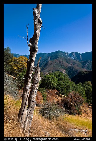 Bird pegged yellow popplar on foothills. Sequoia National Park (color)