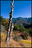 Bird pegged yellow popplar on foothills. Sequoia National Park, California, USA. (color)