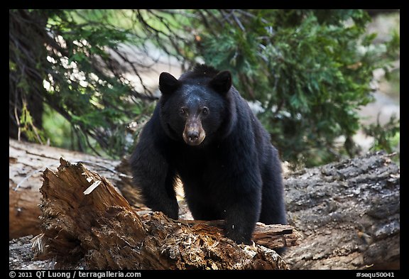 Black bear, frontal portrait. Sequoia National Park, California, USA.