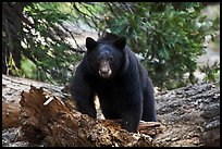 Close view of black bear. Sequoia National Park, California, USA.