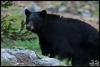 Black bear, Lodgepole. Sequoia National Park, California, USA.