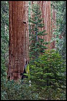 Giant Sequoias in the Giant Forest. Sequoia National Park, California, USA. (color)
