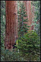 Giant Sequoias in the Giant Forest. Sequoia National Park, California, USA.