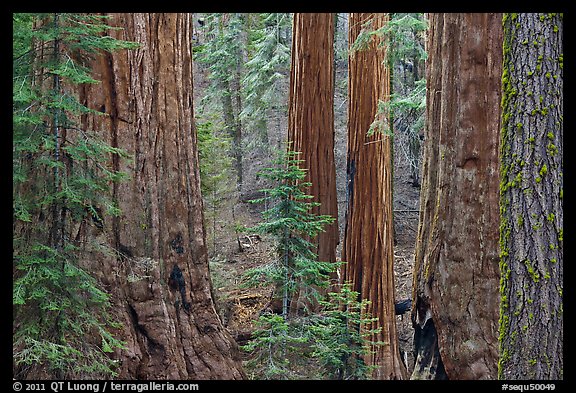 Red bark of Giant Sequoia contrast with green leaves. Sequoia National Park (color)