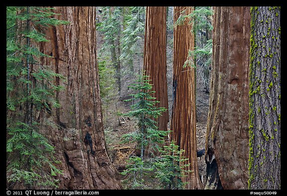 Red bark of Giant Sequoia contrast with green leaves. Sequoia National Park, California, USA.