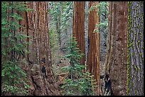 Red bark of Giant Sequoia contrast with green leaves. Sequoia National Park ( color)