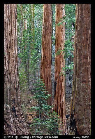 Sequoia forest. Sequoia National Park (color)