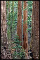 Sequoia forest. Sequoia National Park, California, USA.