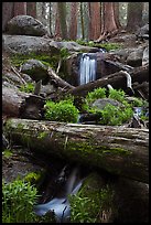 Cascading stream in sequoia forest. Sequoia National Park, California, USA. (color)