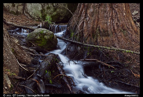 Stream at base of sequoia tree. Sequoia National Park (color)